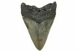 Serrated, Fossil Megalodon Tooth - North Carolina #355832-2